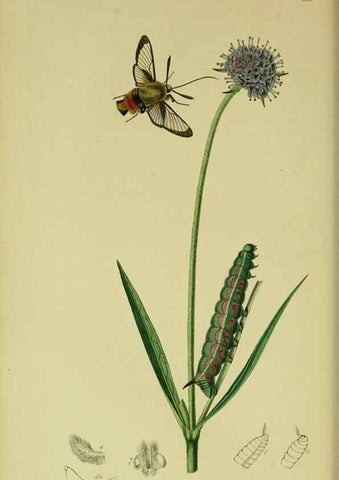 Reproducción/Reproduction 49640969297: British entomology :. London,Printed for the author,1823-1840 [i.e. 1840].. 