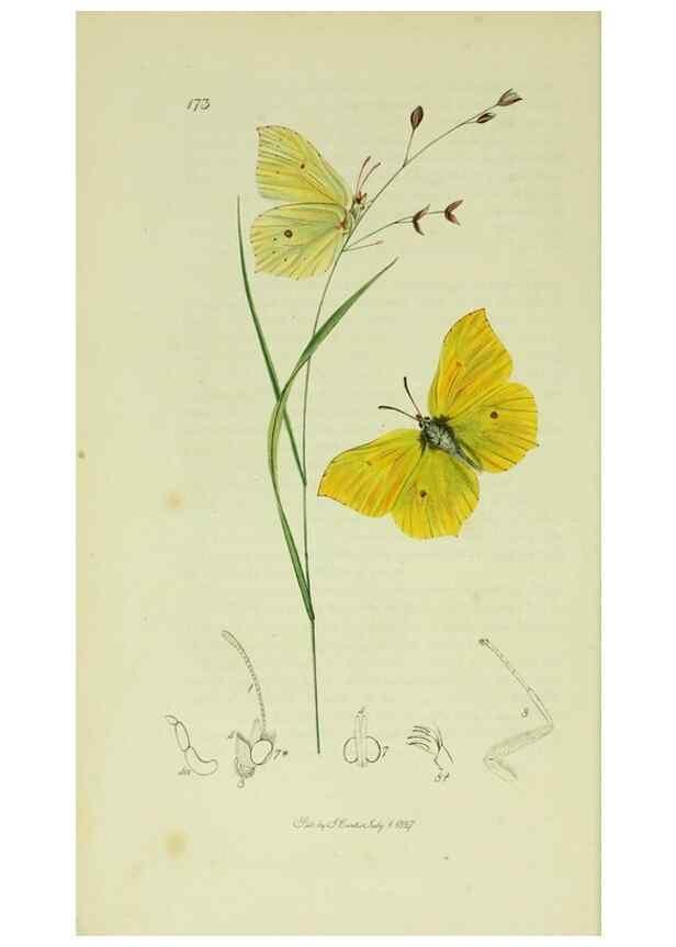 Reproducción/Reproduction 49640167858: British entomology :. London,Printed for the author,1823-1840 [i.e. 1840].. 