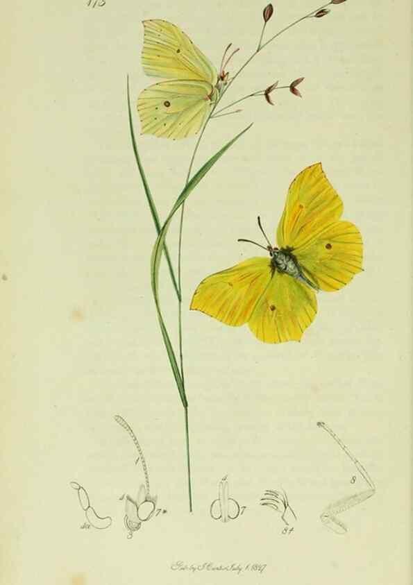 Reproducción/Reproduction 49640167858: British entomology :. London,Printed for the author,1823-1840 [i.e. 1840].. 