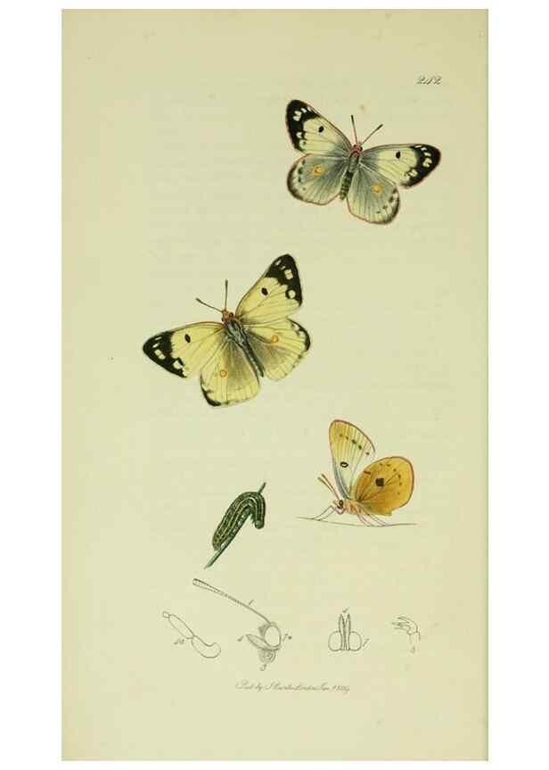 Reproducción/Reproduction 49640168153: British entomology :. London,Printed for the author,1823-1840 [i.e. 1840].. 