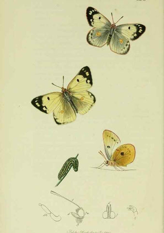 Reproducción/Reproduction 49640168153: British entomology :. London,Printed for the author,1823-1840 [i.e. 1840].. 