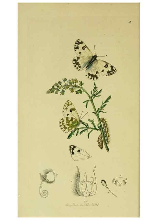 Reproducción/Reproduction 49640964847: British entomology :. London,Printed for the author,1823-1840 [i.e. 1840].. 
