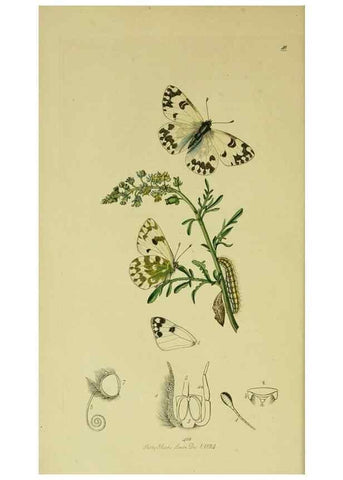 Reproducción/Reproduction 49640964847: British entomology :. London,Printed for the author,1823-1840 [i.e. 1840].. 