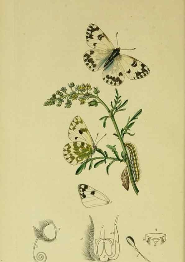 Reproducción/Reproduction 49640964847: British entomology :. London,Printed for the author,1823-1840 [i.e. 1840].. 