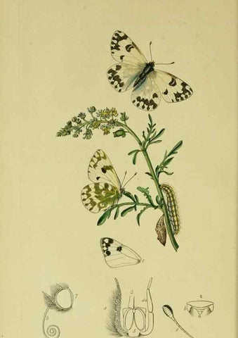 Reproducción/Reproduction 49640964847: British entomology :. London,Printed for the author,1823-1840 [i.e. 1840].. 