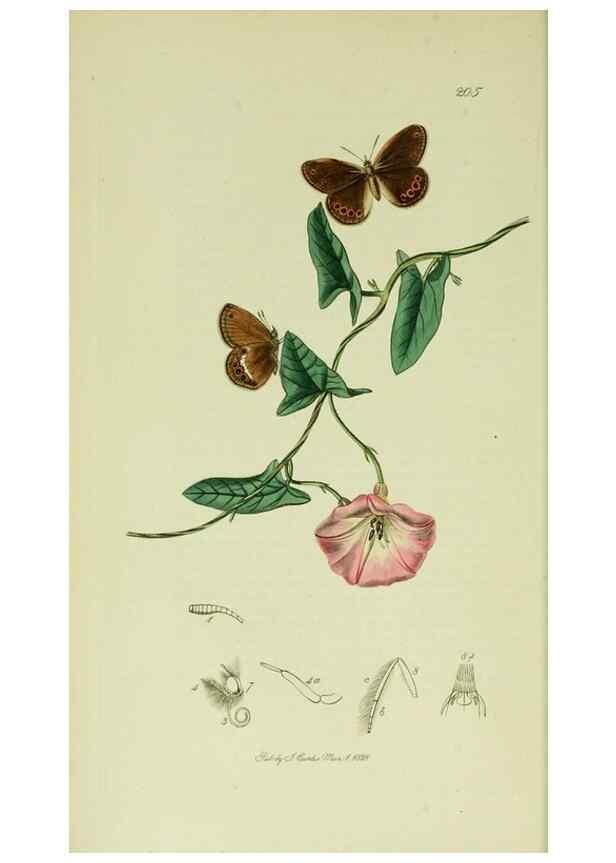Reproducción/Reproduction 49640168893: British entomology :. London,Printed for the author,1823-1840 [i.e. 1840].. 