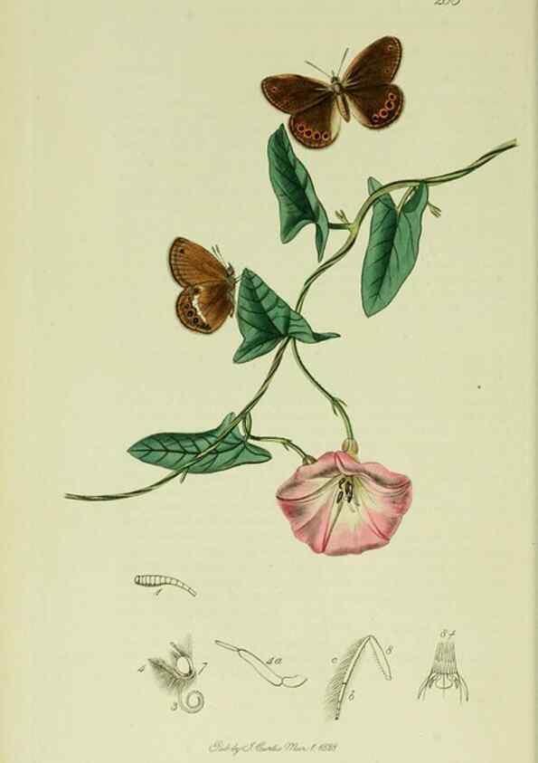 Reproducción/Reproduction 49640168893: British entomology :. London,Printed for the author,1823-1840 [i.e. 1840].. 