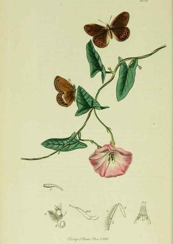 Reproducción/Reproduction 49640168893: British entomology :. London,Printed for the author,1823-1840 [i.e. 1840].. 