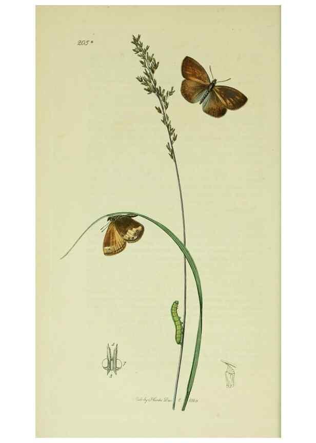 Reproducción/Reproduction 49640169203: British entomology :. London,Printed for the author,1823-1840 [i.e. 1840].. 