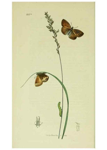 Reproducción/Reproduction 49640169203: British entomology :. London,Printed for the author,1823-1840 [i.e. 1840].. 
