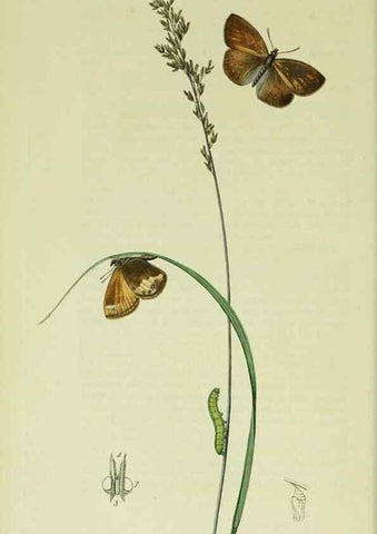 Reproducción/Reproduction 49640169203: British entomology :. London,Printed for the author,1823-1840 [i.e. 1840].. 