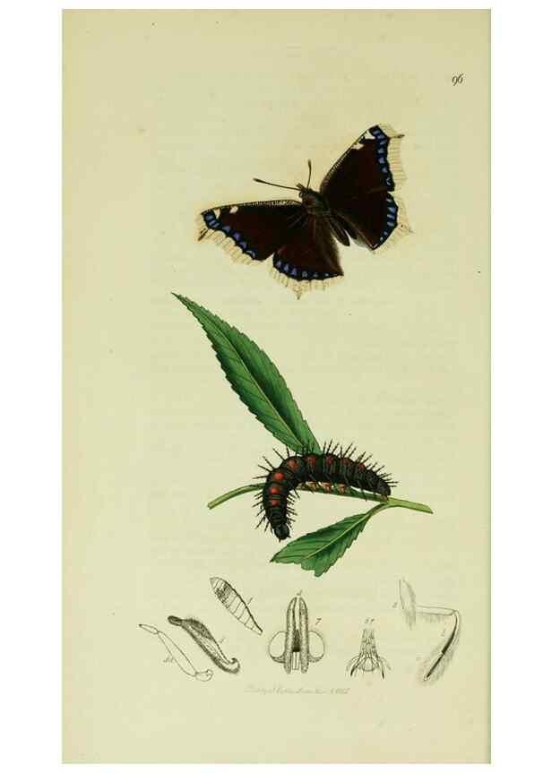 Reproducción/Reproduction 49640169473: British entomology :. London,Printed for the author,1823-1840 [i.e. 1840].. 