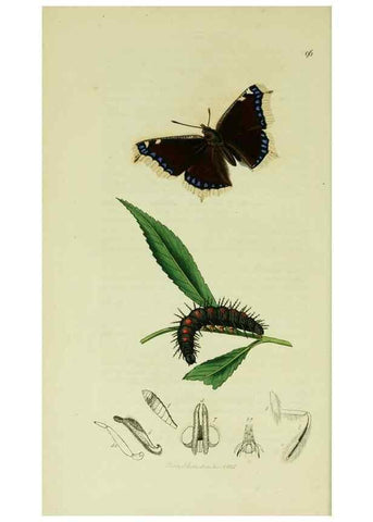 Reproducción/Reproduction 49640169473: British entomology :. London,Printed for the author,1823-1840 [i.e. 1840].. 