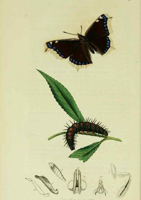 Reproducción/Reproduction 49640169473: British entomology :. London,Printed for the author,1823-1840 [i.e. 1840].. 