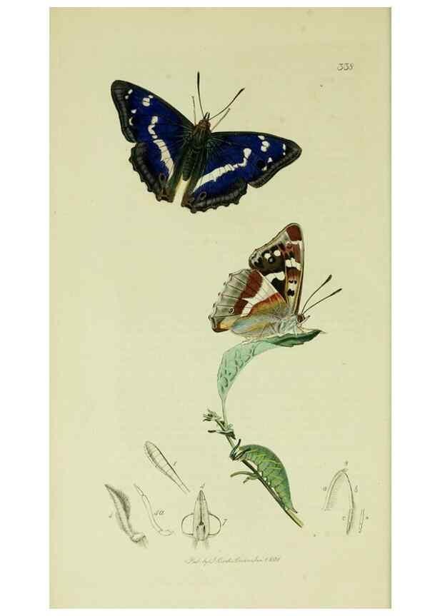 Reproducción/Reproduction 49640966222: British entomology :. London,Printed for the author,1823-1840 [i.e. 1840].. 