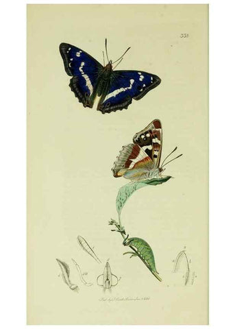 Reproducción/Reproduction 49640966222: British entomology :. London,Printed for the author,1823-1840 [i.e. 1840].. 