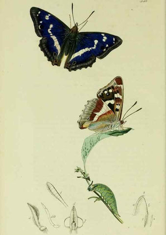 Reproducción/Reproduction 49640966222: British entomology :. London,Printed for the author,1823-1840 [i.e. 1840].. 