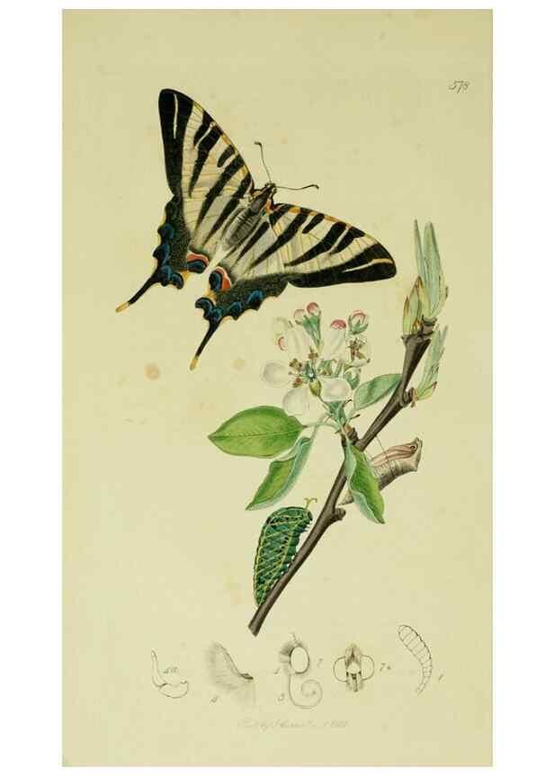 Reproducción/Reproduction 49640963677: British entomology :. London,Printed for the author,1823-1840 [i.e. 1840].. 
