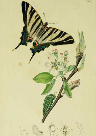 Reproducción/Reproduction 49640963677: British entomology :. London,Printed for the author,1823-1840 [i.e. 1840].. 