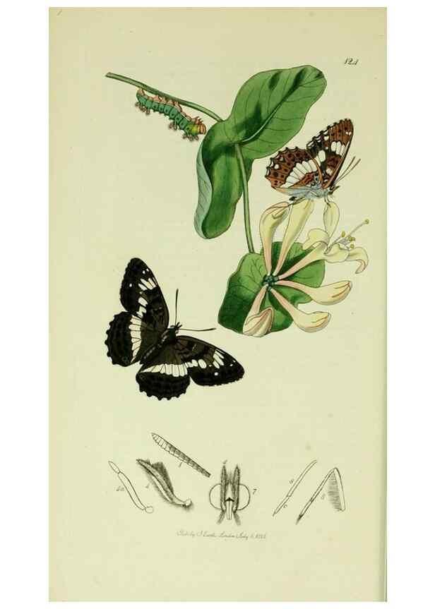 Reproducción/Reproduction 49640692856: British entomology :. London,Printed for the author,1823-1840 [i.e. 1840].. 