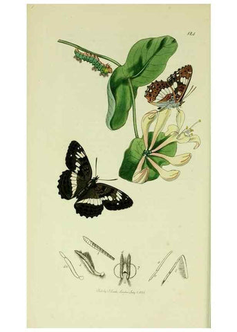 Reproducción/Reproduction 49640692856: British entomology :. London,Printed for the author,1823-1840 [i.e. 1840].. 