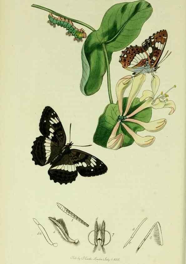 Reproducción/Reproduction 49640692856: British entomology :. London,Printed for the author,1823-1840 [i.e. 1840].. 