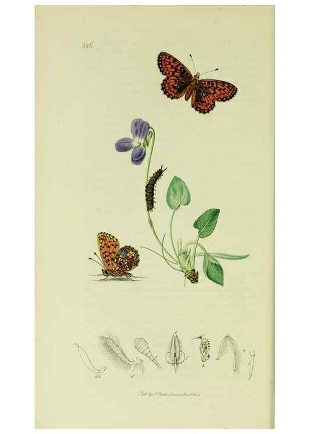 Reproducción/Reproduction 49640693521: British entomology :. London,Printed for the author,1823-1840 [i.e. 1840].. 