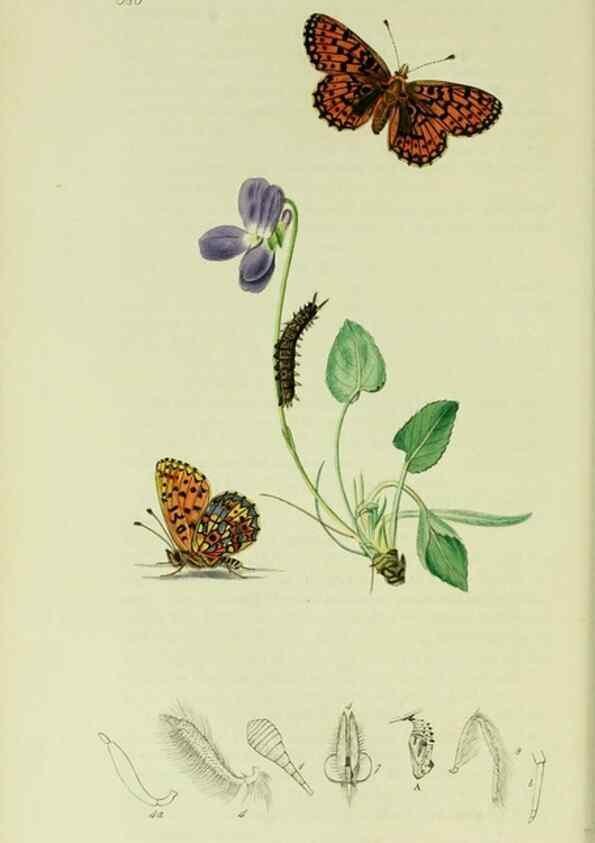 Reproducción/Reproduction 49640693521: British entomology :. London,Printed for the author,1823-1840 [i.e. 1840].. 