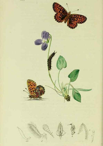 Reproducción/Reproduction 49640693521: British entomology :. London,Printed for the author,1823-1840 [i.e. 1840].. 