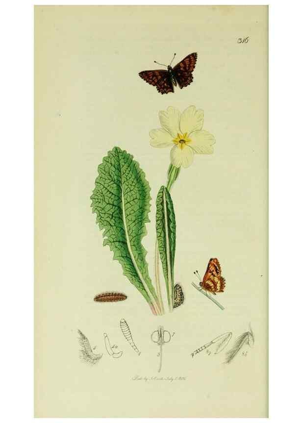 Reproducción/Reproduction 49640693801: British entomology :. London,Printed for the author,1823-1840 [i.e. 1840].. 