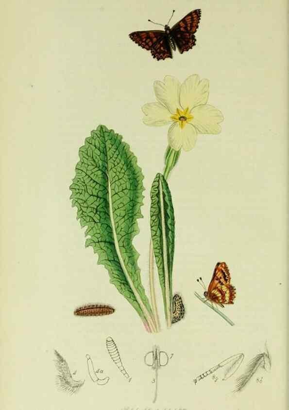 Reproducción/Reproduction 49640693801: British entomology :. London,Printed for the author,1823-1840 [i.e. 1840].. 