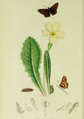 Reproducción/Reproduction 49640693801: British entomology :. London,Printed for the author,1823-1840 [i.e. 1840].. 