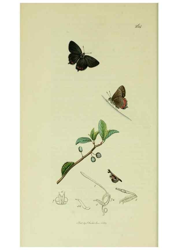 Reproducción/Reproduction 49640171353: British entomology :. London,Printed for the author,1823-1840 [i.e. 1840].. 