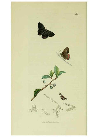 Reproducción/Reproduction 49640171353: British entomology :. London,Printed for the author,1823-1840 [i.e. 1840].. 