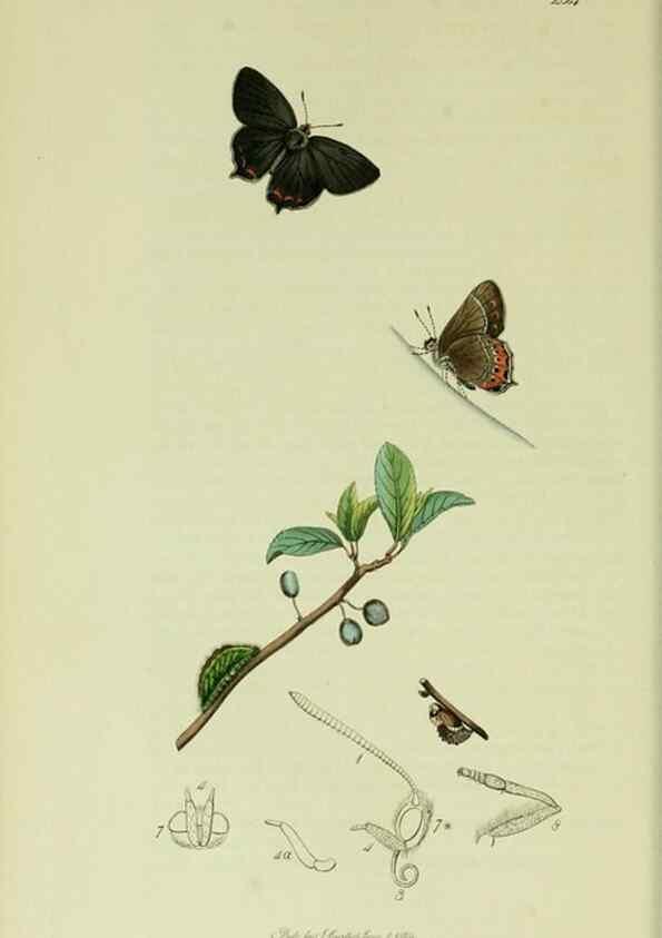 Reproducción/Reproduction 49640171353: British entomology :. London,Printed for the author,1823-1840 [i.e. 1840].. 