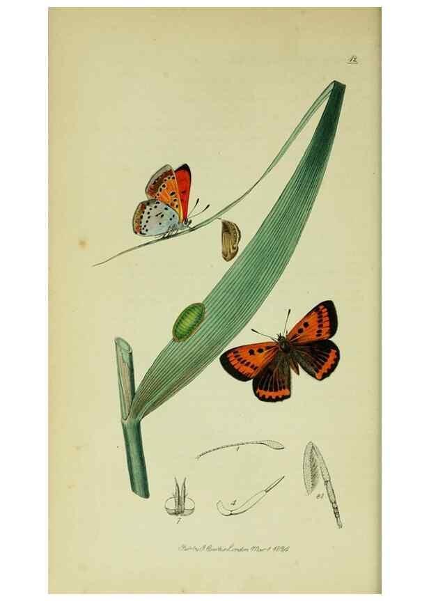 Reproducción/Reproduction 49640171678: British entomology :. London,Printed for the author,1823-1840 [i.e. 1840].. 