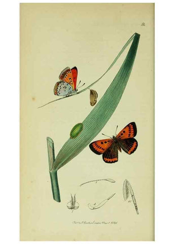Reproducción/Reproduction 49640171678: British entomology :. London,Printed for the author,1823-1840 [i.e. 1840].. 