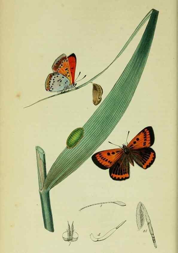 Reproducción/Reproduction 49640171678: British entomology :. London,Printed for the author,1823-1840 [i.e. 1840].. 