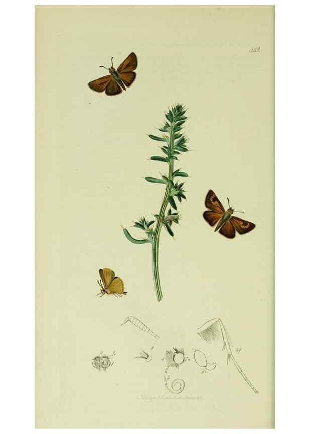Reproducción/Reproduction 49640171978: British entomology :. London,Printed for the author,1823-1840 [i.e. 1840].. 
