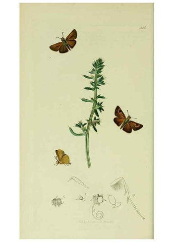 Reproducción/Reproduction 49640171978: British entomology :. London,Printed for the author,1823-1840 [i.e. 1840].. 