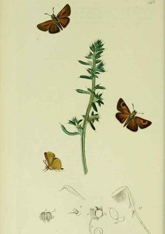 Reproducción/Reproduction 49640171978: British entomology :. London,Printed for the author,1823-1840 [i.e. 1840].. 