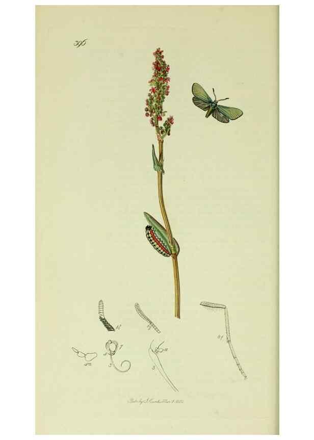 Reproducción/Reproduction 49640695011: British entomology :. London,Printed for the author,1823-1840 [i.e. 1840].. 