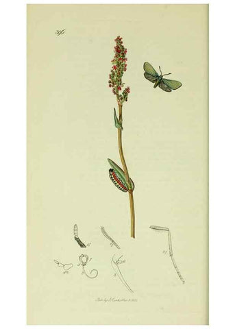 Reproducción/Reproduction 49640695011: British entomology :. London,Printed for the author,1823-1840 [i.e. 1840].. 