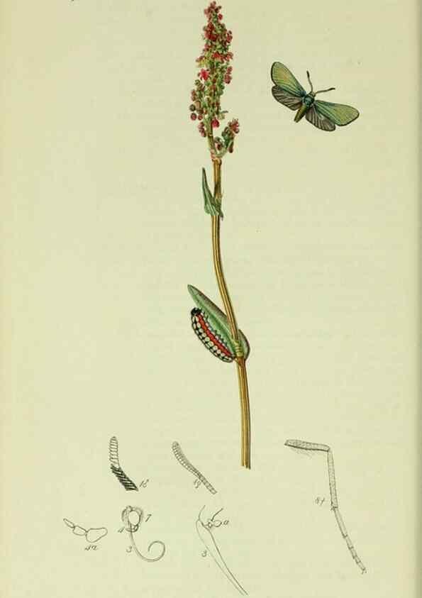 Reproducción/Reproduction 49640695011: British entomology :. London,Printed for the author,1823-1840 [i.e. 1840].. 