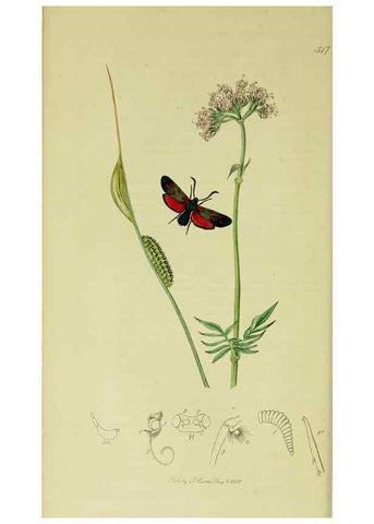 Reproducción/Reproduction 49640695351: British entomology :. London,Printed for the author,1823-1840 [i.e. 1840].. 
