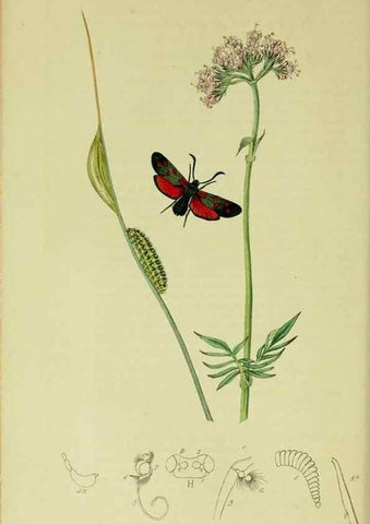 Reproducción/Reproduction 49640695351: British entomology :. London,Printed for the author,1823-1840 [i.e. 1840].. 