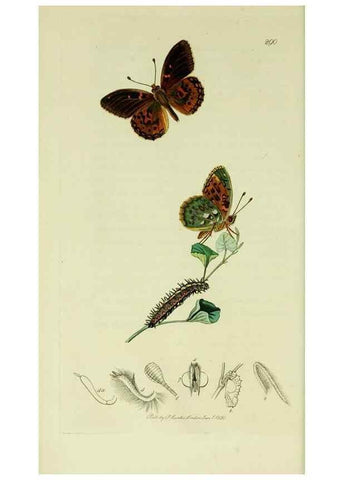 Reproducción/Reproduction 49640170583: British entomology :. London,Printed for the author,1823-1840 [i.e. 1840].. 
