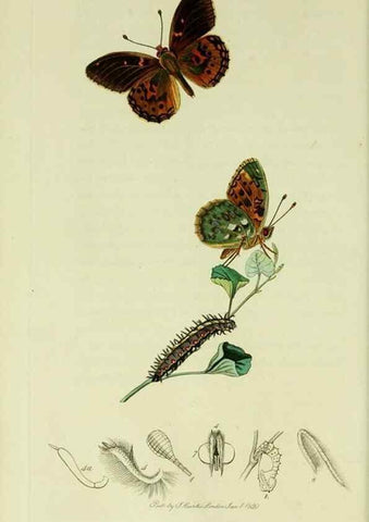 Reproducción/Reproduction 49640170583: British entomology :. London,Printed for the author,1823-1840 [i.e. 1840].. 