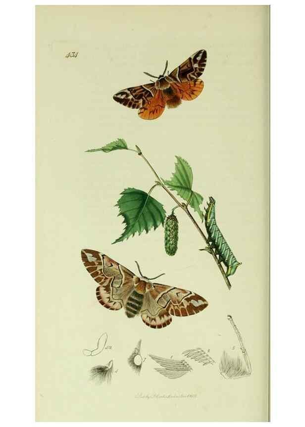 Reproducción/Reproduction 49640976297: British entomology :. London,Printed for the author,1823-1840 [i.e. 1840].. 