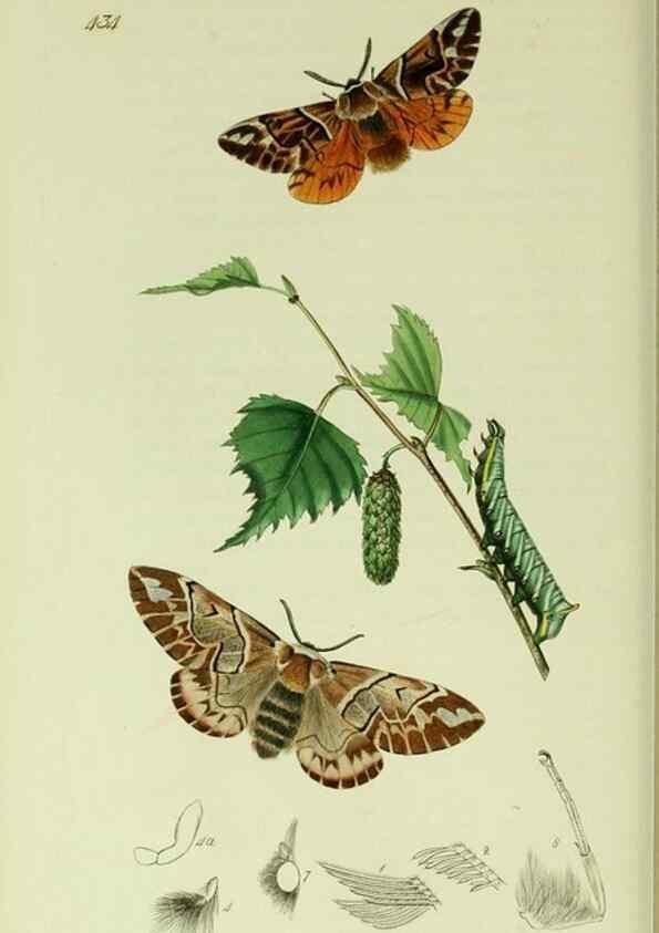 Reproducción/Reproduction 49640976297: British entomology :. London,Printed for the author,1823-1840 [i.e. 1840].. 